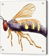 Cicada Killer Wasp Acrylic Print