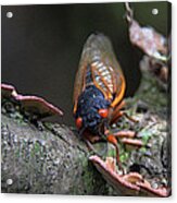 Cicada - The Red-eyed Monster Acrylic Print