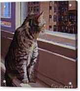 City Kitty Enjoys Her View Acrylic Print