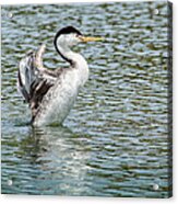 Clark's Grebe 6229 Acrylic Print