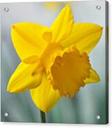 Classic Spring Daffodil Acrylic Print