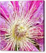 Clematis Acrylic Print