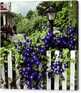 Clematis On White Picket Fence Painting Effect Acrylic Print