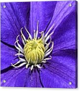 Clematis Queen Of The Climbers Acrylic Print