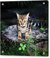 Cleo On An Adventure Down By The Creek Acrylic Print