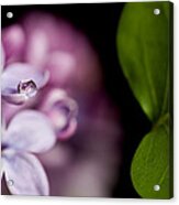 Close Up Lilac Acrylic Print
