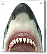 Close-up Of A Great White Shark Acrylic Print