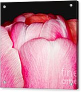 Close-up Of A Pink Tulip Acrylic Print