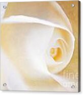 Close Up Of A White Rose With Texture Acrylic Print