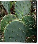 Close Up Of Cactus Plant Acrylic Print
