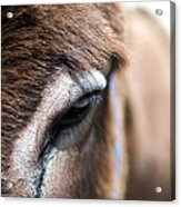 Close-up Of Donkey Eye Acrylic Print