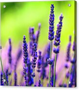Close-up Of Lavender Flowers In A Field Acrylic Print