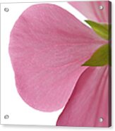 Close-up Of Pink Geranium Flower Petals Acrylic Print