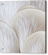 Close Up Of White Colored Oyster Mushroom Acrylic Print