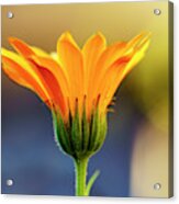 Close Up Of Yellow Flower Blossoming Acrylic Print