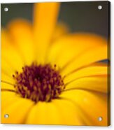 Close-up Of Yellow Flower Acrylic Print