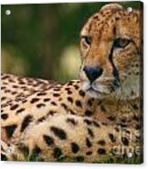 Close-up Portrait Of A Cheetah Acrylic Print