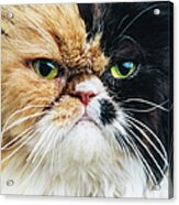 Close Up Portrait Of A Persian Cat Acrylic Print