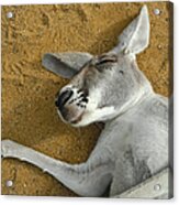 Close Up Portrait Of A Sleeping Kangaroo Acrylic Print