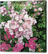 Close-up View Of Pink Flowers Acrylic Print