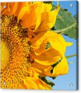 Closeup Of Bright Sunflower With Blue Sky Acrylic Print