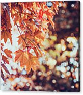 Closeup Of Colorful Maple Leaves In Acrylic Print