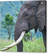 Closeup Shot Of An Old Elephant In The Acrylic Print