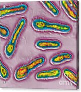 Clostridium Botulinum Bacteria Acrylic Print