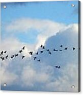 Clouds And Migration Acrylic Print