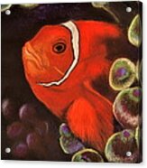 Clown Fish In Hiding  Pastel Acrylic Print