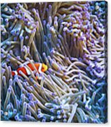 Clownfishes Acrylic Print