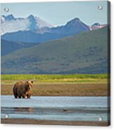 Coastal Brown Bear Acrylic Print