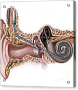 Cochlear Implant, Illustration Acrylic Print