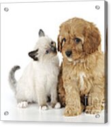 Cockapoo Puppy And Kitten Acrylic Print
