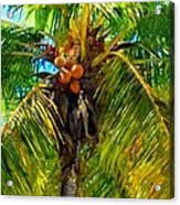 Coconut Palm Tree Acrylic Print