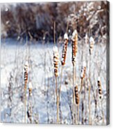 Cold Cattails Acrylic Print