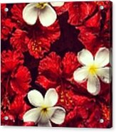 Collage Of Red Hibiscus And Plumeria Acrylic Print