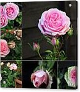 Collage Pink Pot Rose Acrylic Print