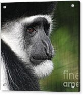 Colobus In Thought Acrylic Print
