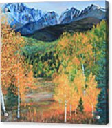 Colorado Aspens Acrylic Print