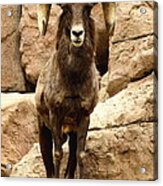 Colorado Big Horn Sheep On Mountain Acrylic Print