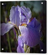 Colorado Purple Iris Acrylic Print