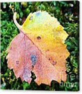 Colorful Fall Leaf Acrylic Print