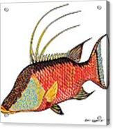 Colorful Hogfish Acrylic Print