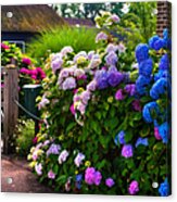 Colorful Hydrangea At The Gate. Giethoorn. Netherlands Acrylic Print