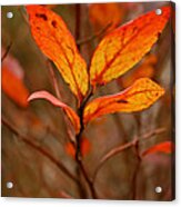 Colorful Leaves Acrylic Print