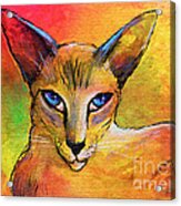 Colorful Oriental Shorthair Cat Painting Acrylic Print