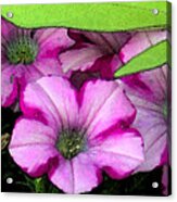 Colorful Petunias Acrylic Print