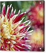 Colorful Red And Yellow Dahlias Acrylic Print