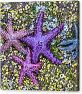Colorful Starfish Bc Acrylic Print